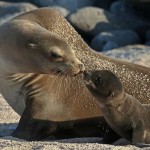 loen marino y su cria