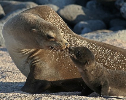 Colonias de leones marinos y pingüinos emperador - Foro Google Océanos