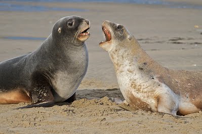 Sobre la caza del león marino » LEONMARINOPEDIA