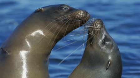 Investigaciones sobre el león marino » LEONMARINOPEDIA